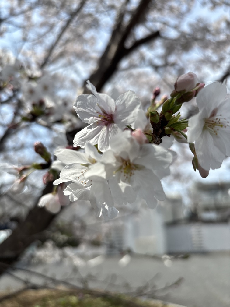 ファイル 933-1.jpg