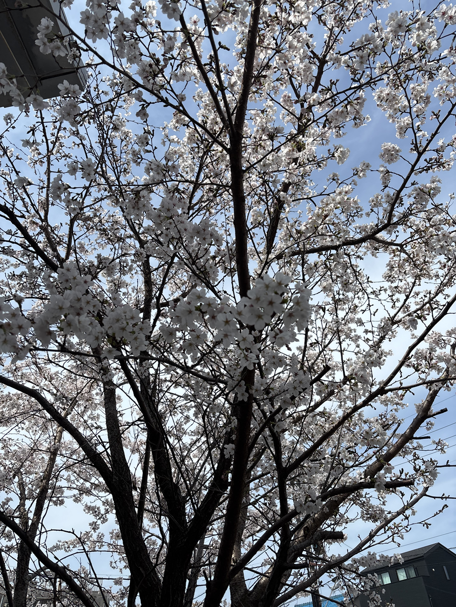 ファイル 933-2.png