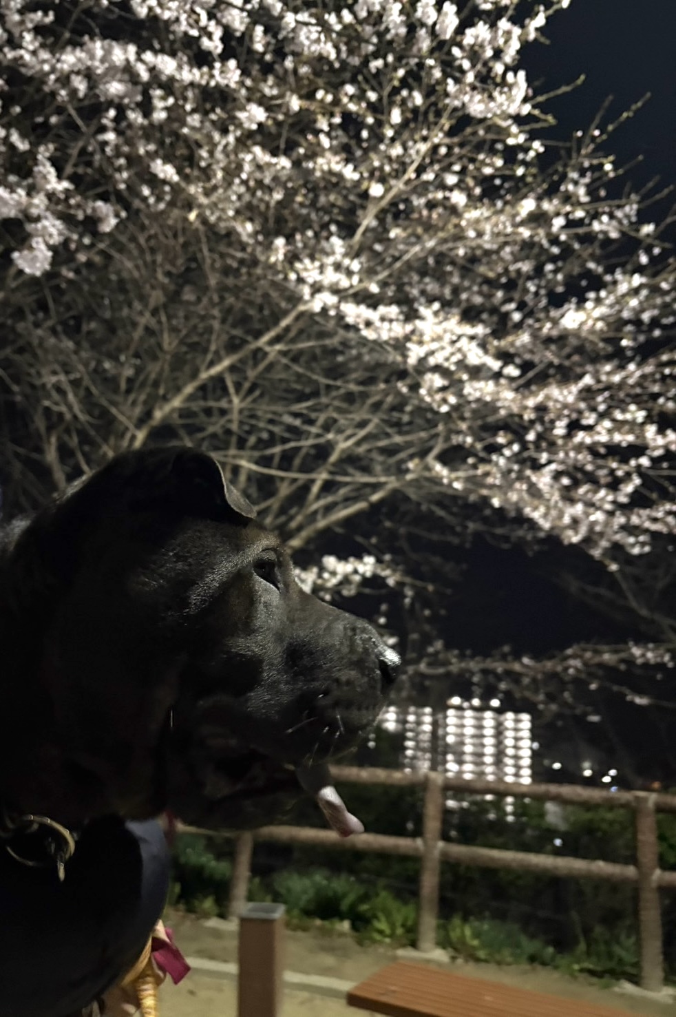 ファイル 933-3.jpeg